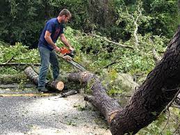 Best Hedge Trimming  in Reedsburg, WI