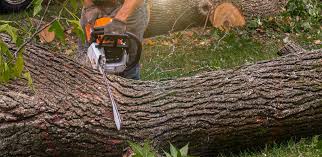 Best Tree Removal  in Reedsburg, WI