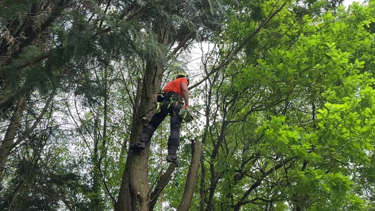 Best Lawn Dethatching  in Reedsburg, WI