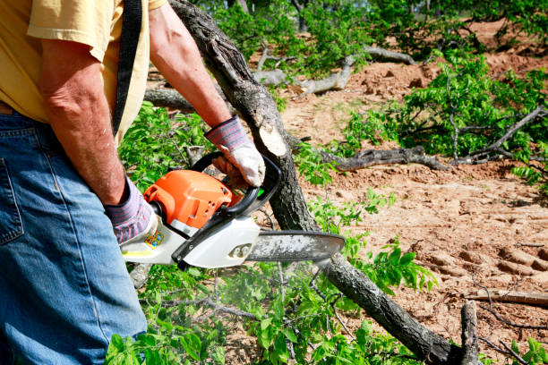 Best Fruit Tree Pruning  in Reedsburg, WI